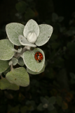 Helichrysum petiolare RCP4-2015 106 ladybird.JPG